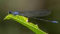 Argia ulmeca (Olmec Dancer) male-3.jpg